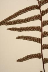 Blechnum kermadecense. Close up of WELT P001809/A showing long, acuminate pinnae, and sori in two rows either side of midrib.
 Image: B. Hatton © Te Papa CC BY-NC 3.0 NZ